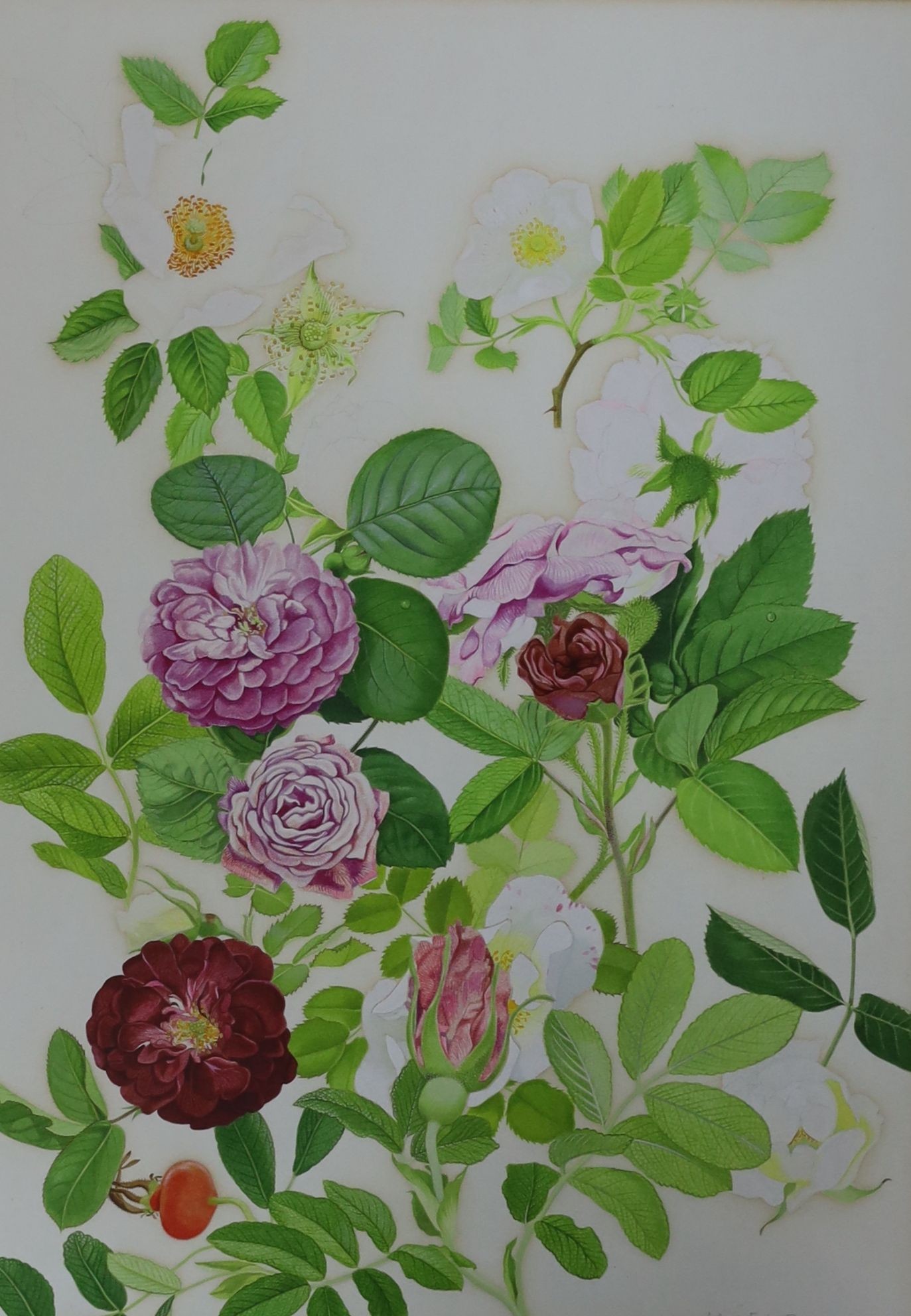 Kristen Rosenberg (b.1933). pair of watercolour drawings, Blackberries, hips, sweet briar and roses, signed, 37 x 26cm